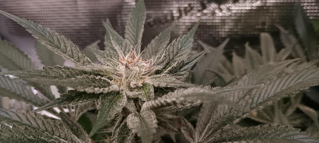 Tropicanna Banana. Week 12