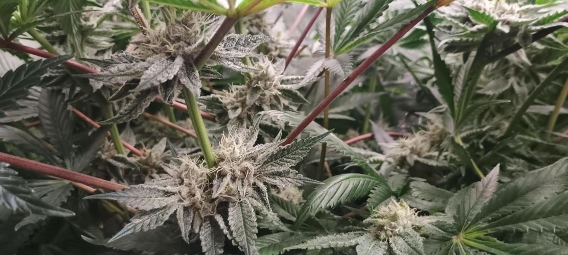 Tropicanna Banana. Week 12