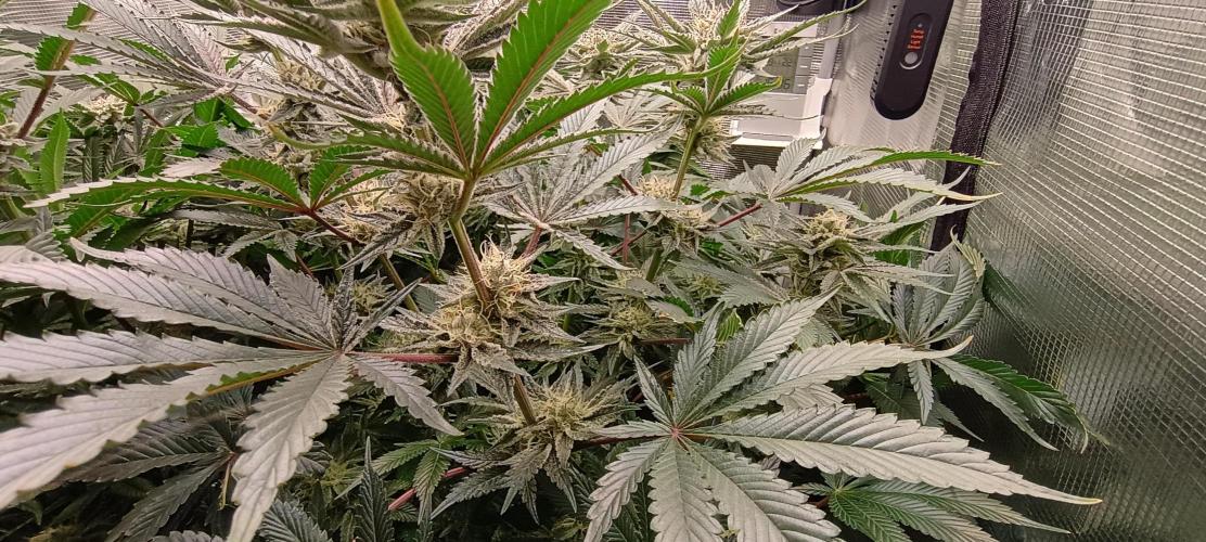 Tropicanna Banana. Week 12