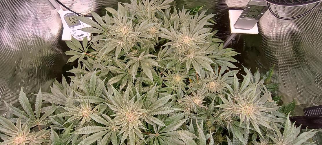 Tropicanna Banana. Week 12