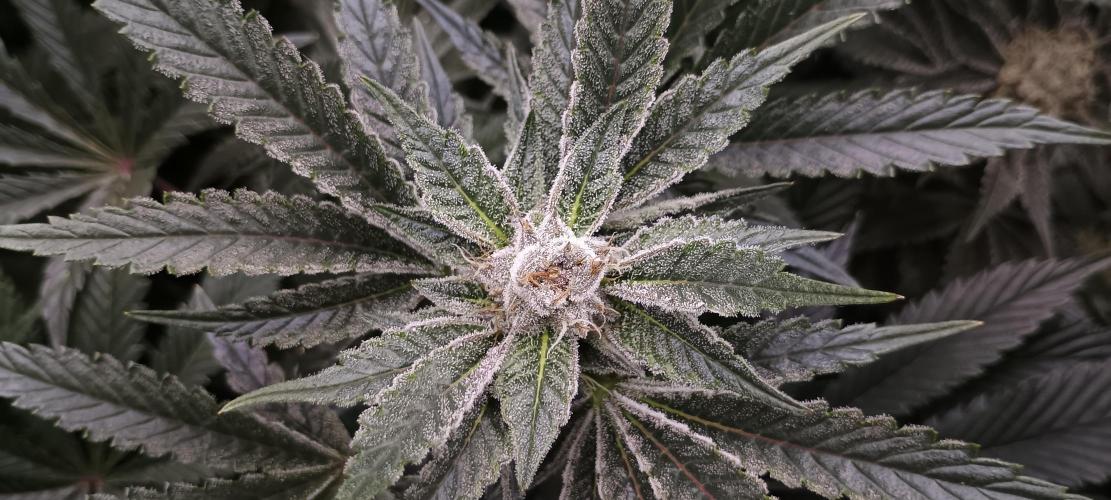 Tropicanna Banana. Week 12