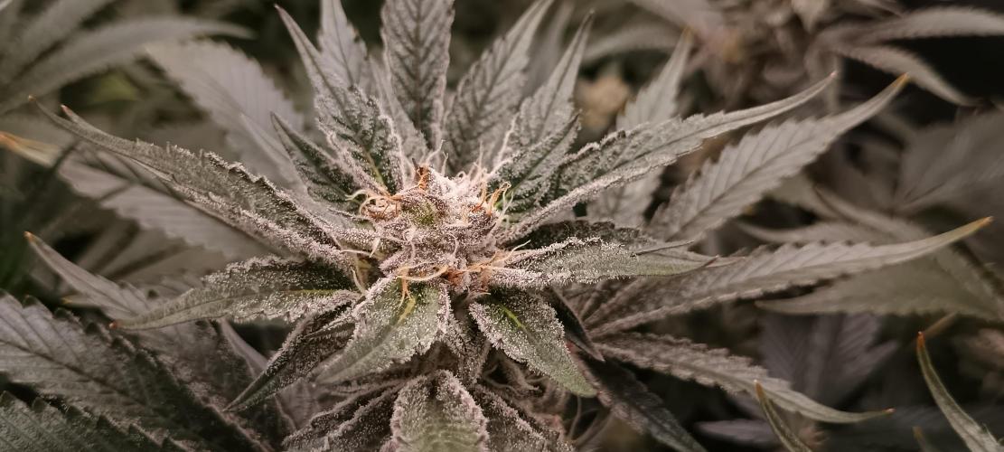 Tropicanna Banana. Week 12