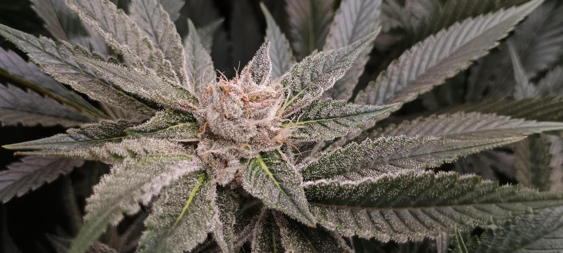 Tropicanna Banana. Week 12