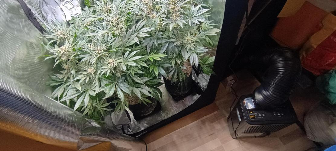 Tropicanna Banana. Week 12