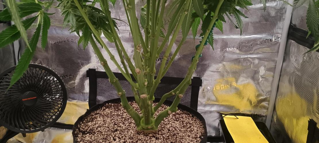 Tropicanna Banana. Week 13
