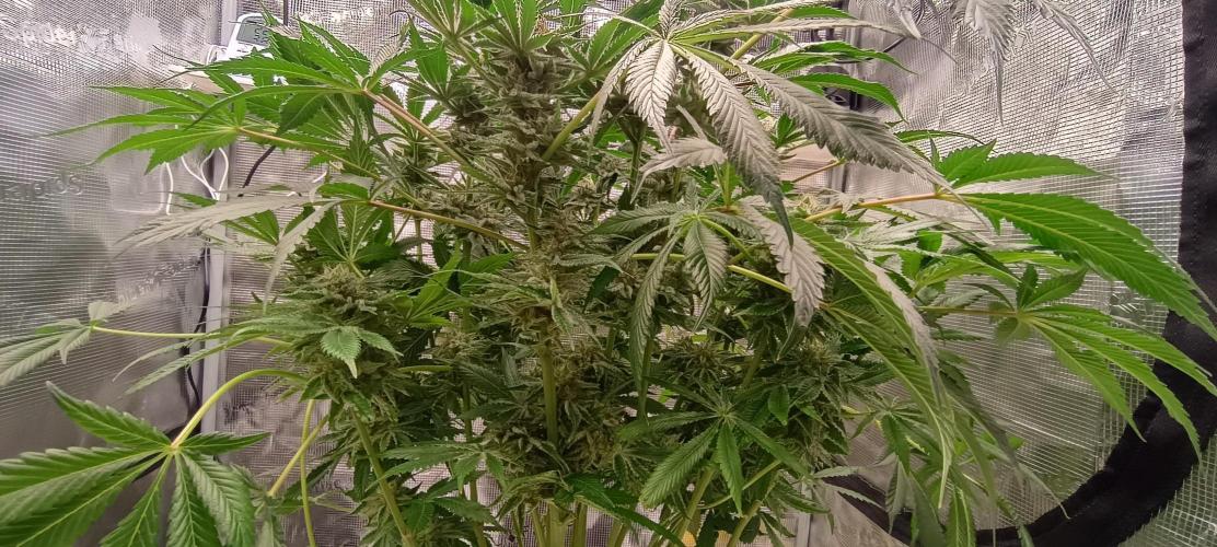 Tropicanna Banana. Week 13