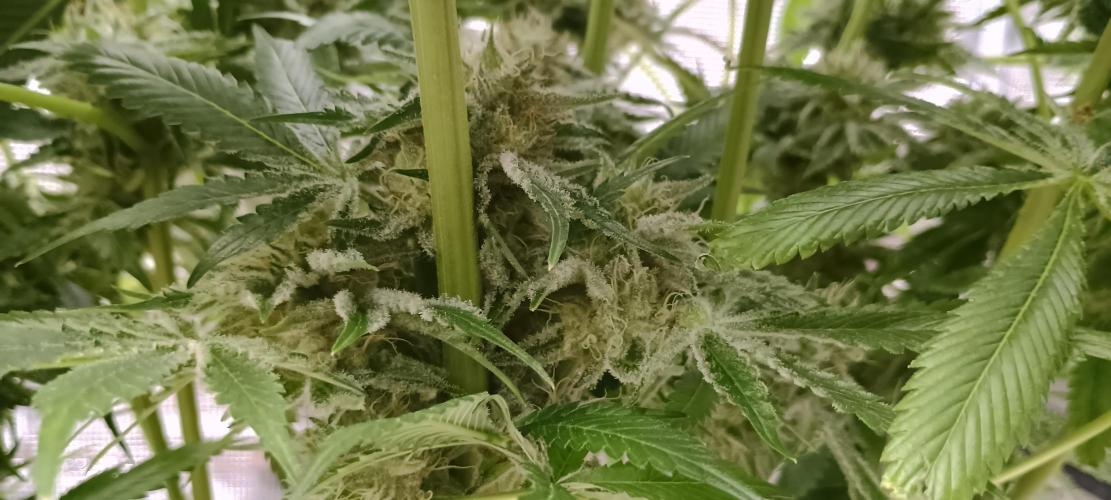 Tropicanna Banana. Week 13