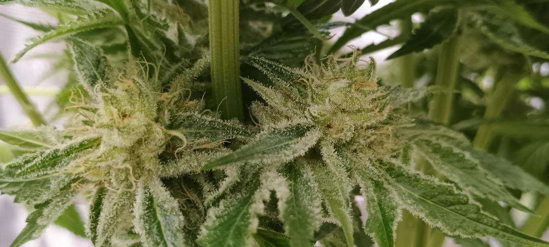 Tropicanna Banana. Week 13 - Spoďáry 