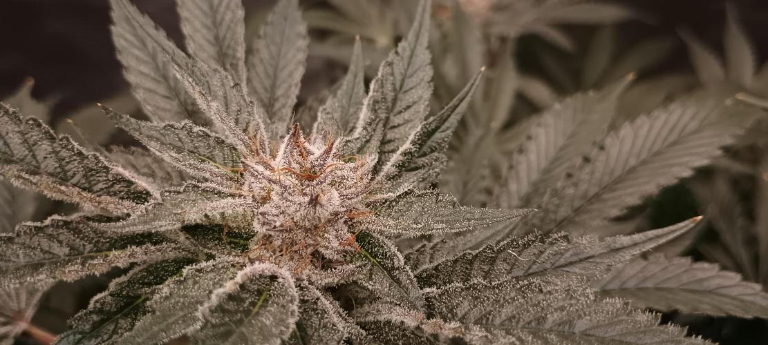 Tropicanna Banana. Week 13