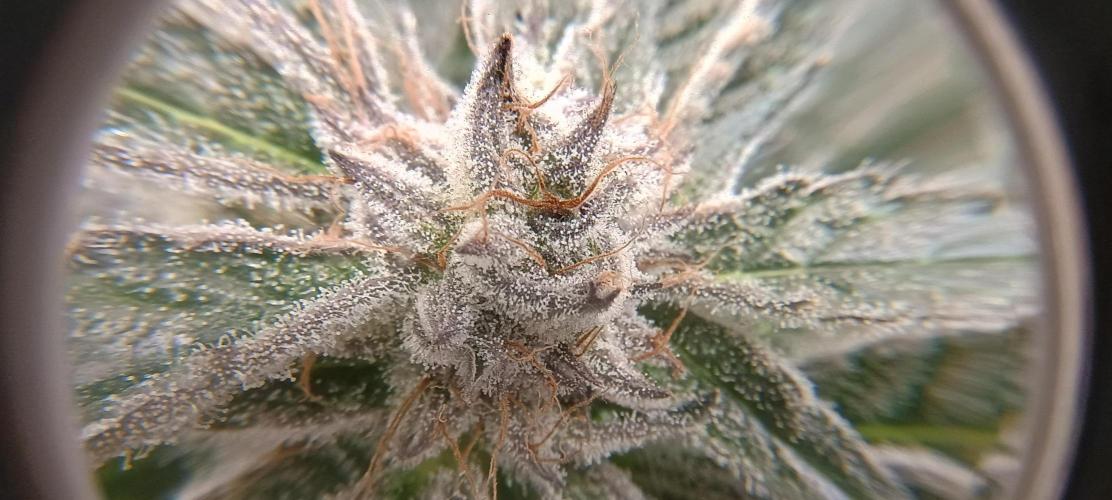 Tropicanna Banana. Week 13