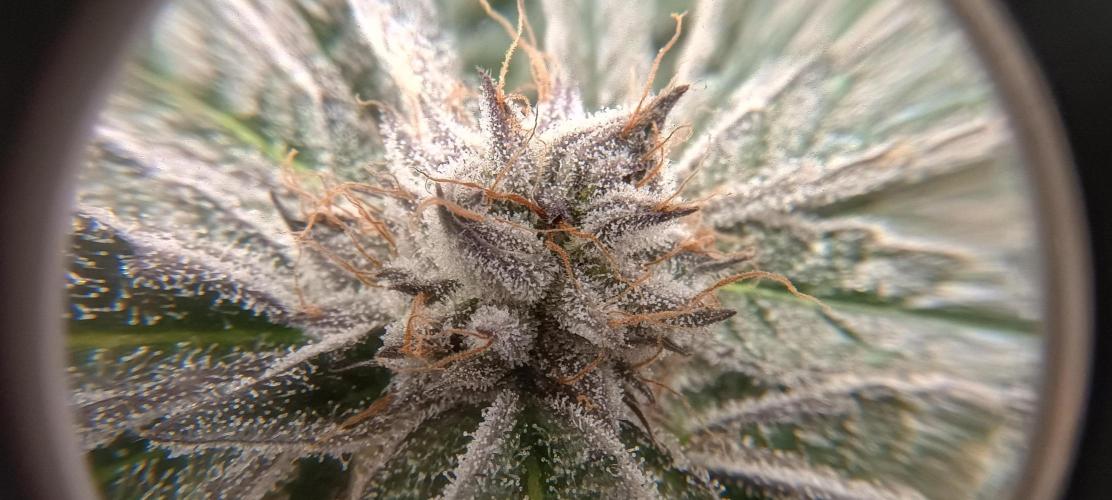 Tropicanna Banana. Week 13
