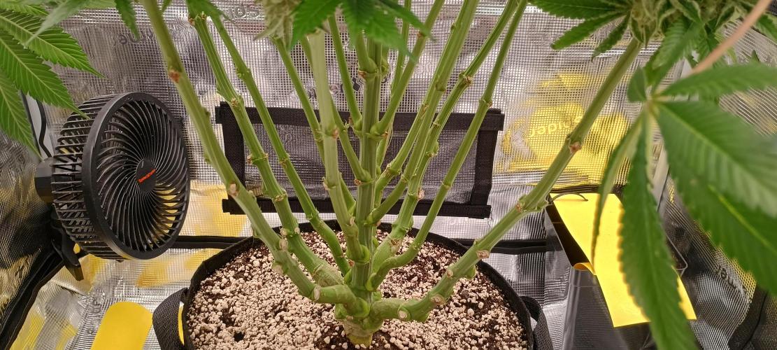 Tropicanna Banana. Week 13