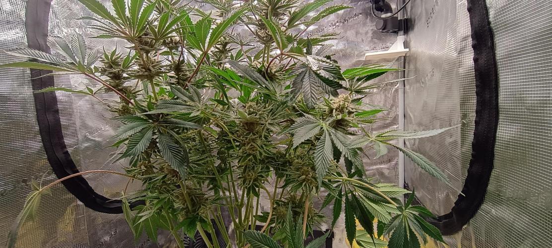 Tropicanna Banana. Week 13