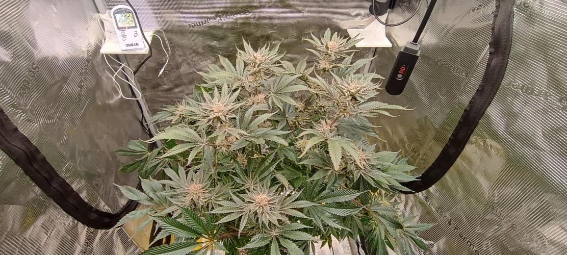 Tropicanna Banana. Week 13
