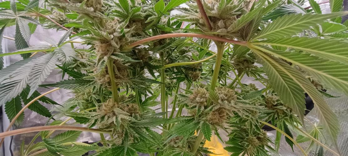 Tropicanna Banana. Week 13