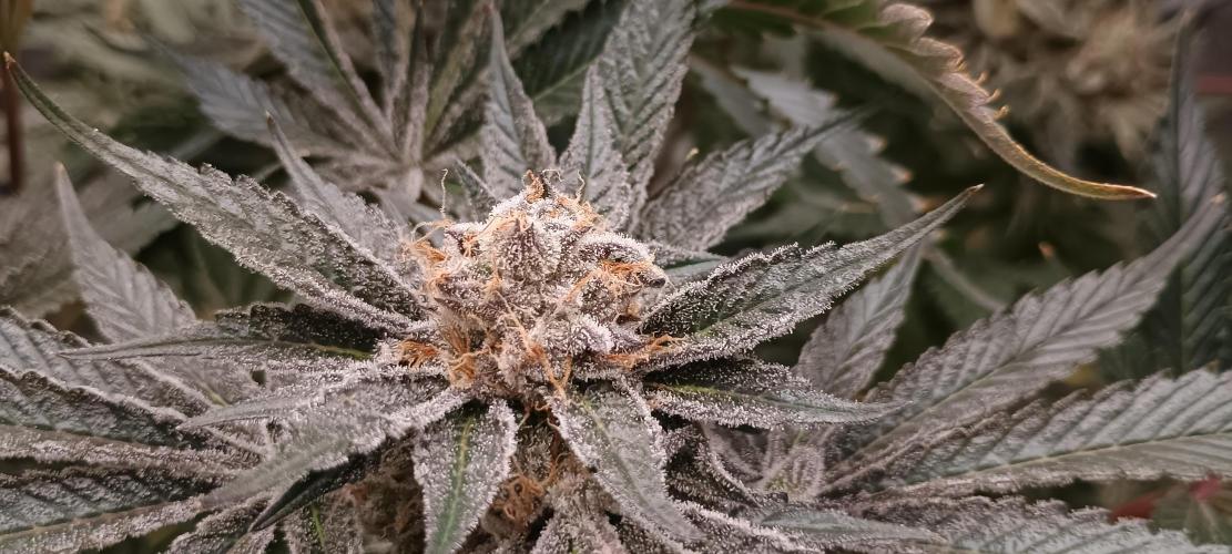 Tropicanna Banana. Week 13