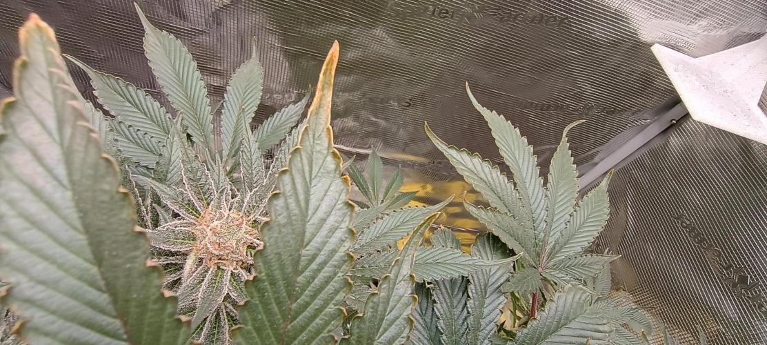 Tropicanna Banana. Week 13