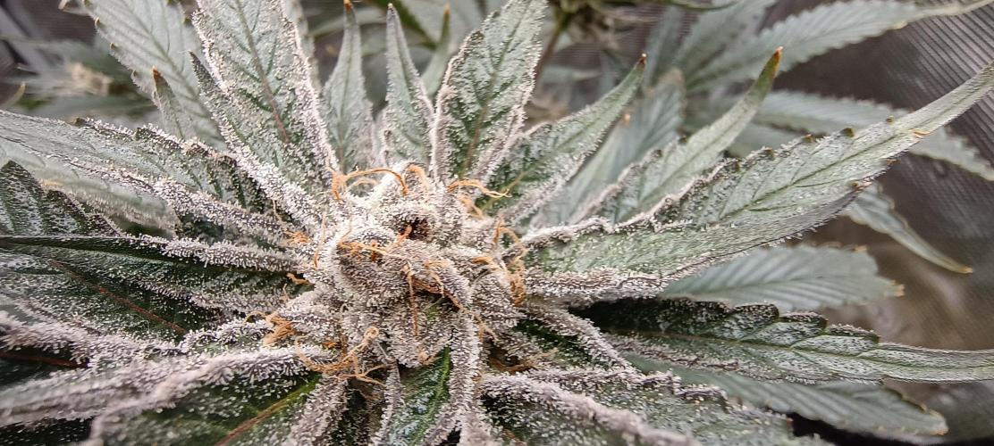 Tropicanna Banana. Week 13