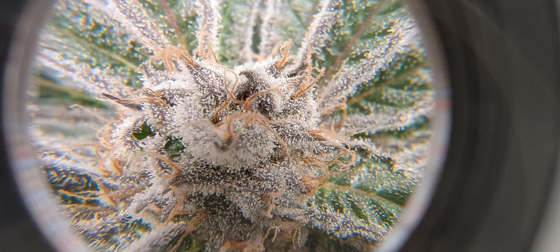 Tropicanna Banana. Week 13