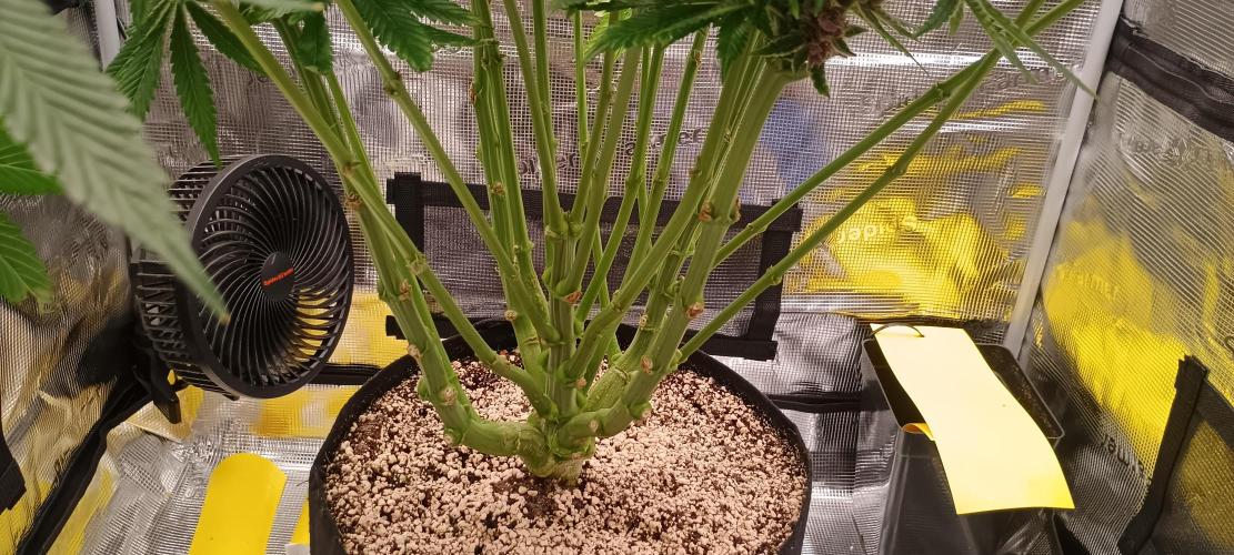 Tropicanna Banana. Week 13