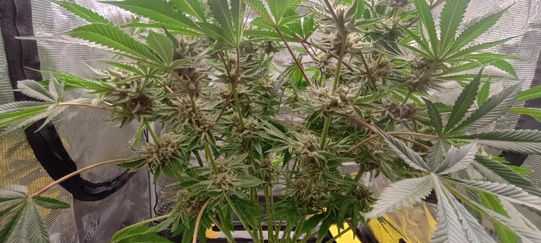 Tropicanna Banana. Week 13