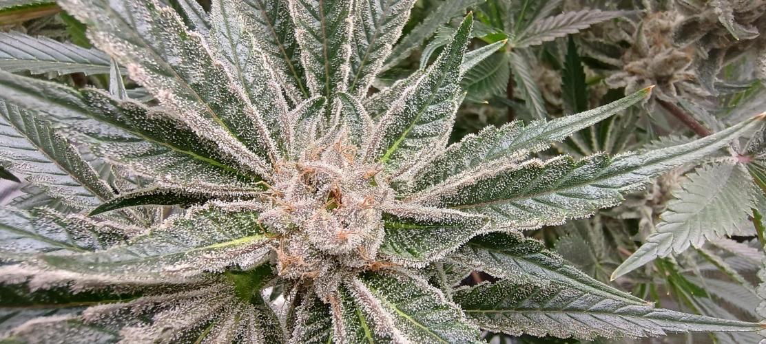 Tropicanna Banana. Week 13