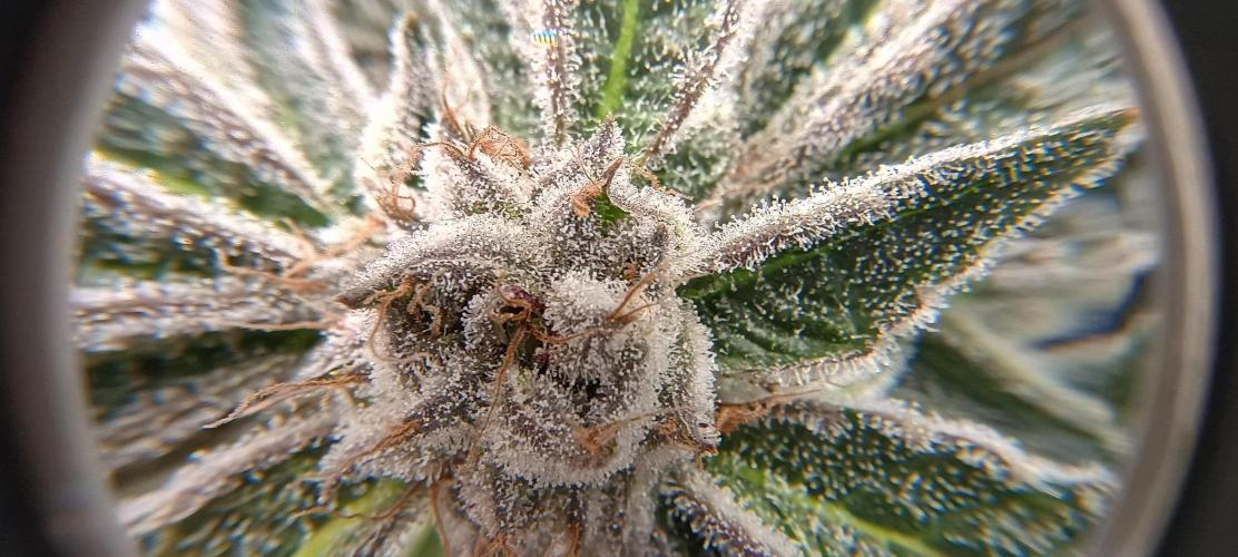 Tropicanna Banana. Week 13