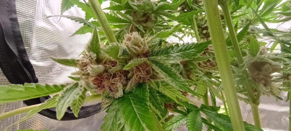 Tropicanna Banana. Week 13 - Jedna z kytek má fialové spoďáry
