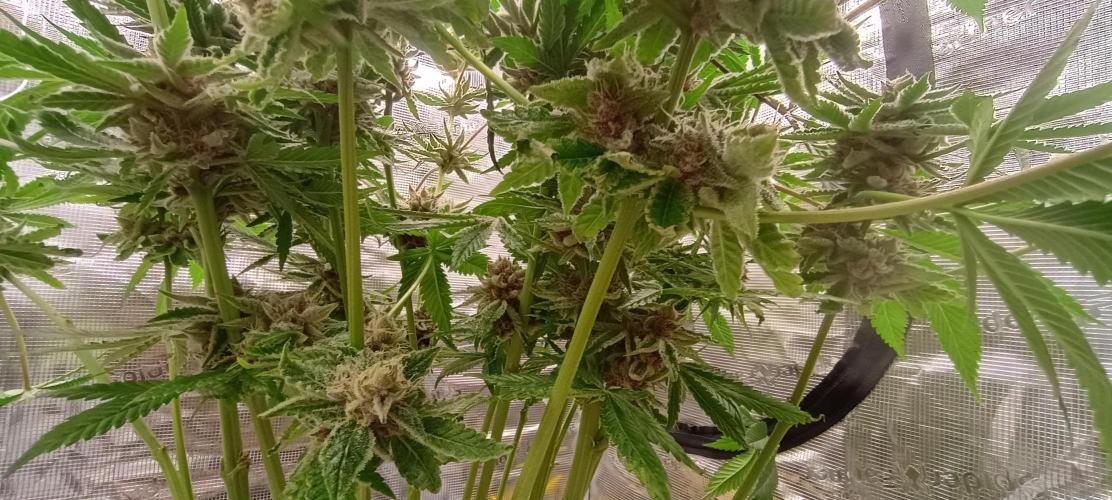 Tropicanna Banana. Week 13 - Fialové spodky 