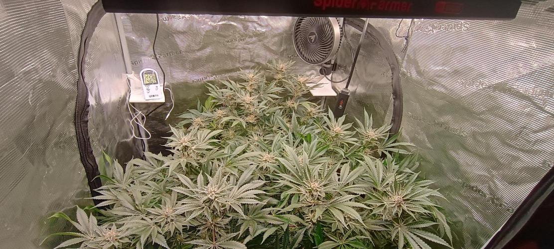 Tropicanna Banana. Week 13