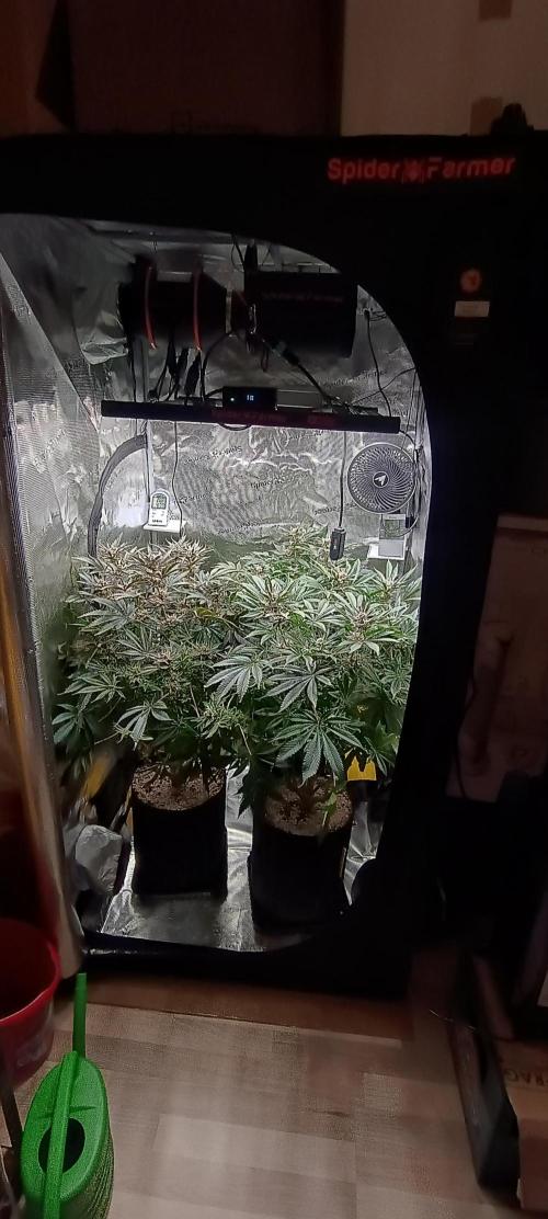 Tropicanna Banana. Week 14