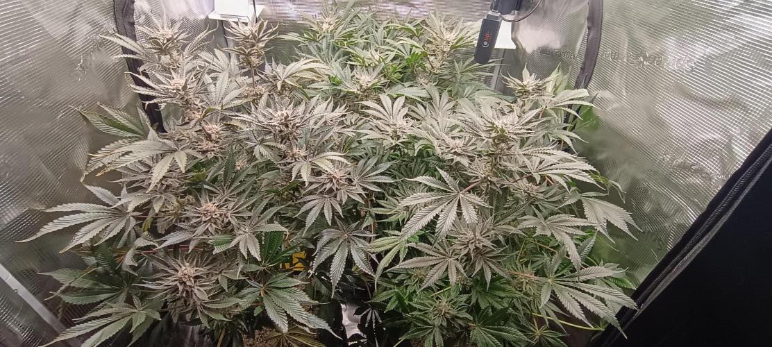 Tropicanna Banana. Week 14
