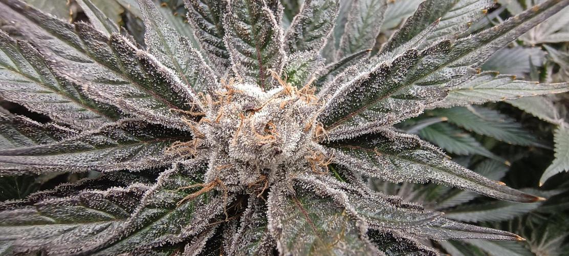 Tropicanna Banana. Week 14