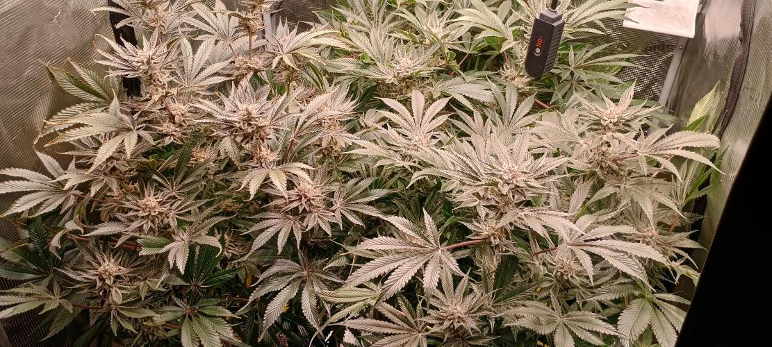 Tropicanna Banana. Week 14