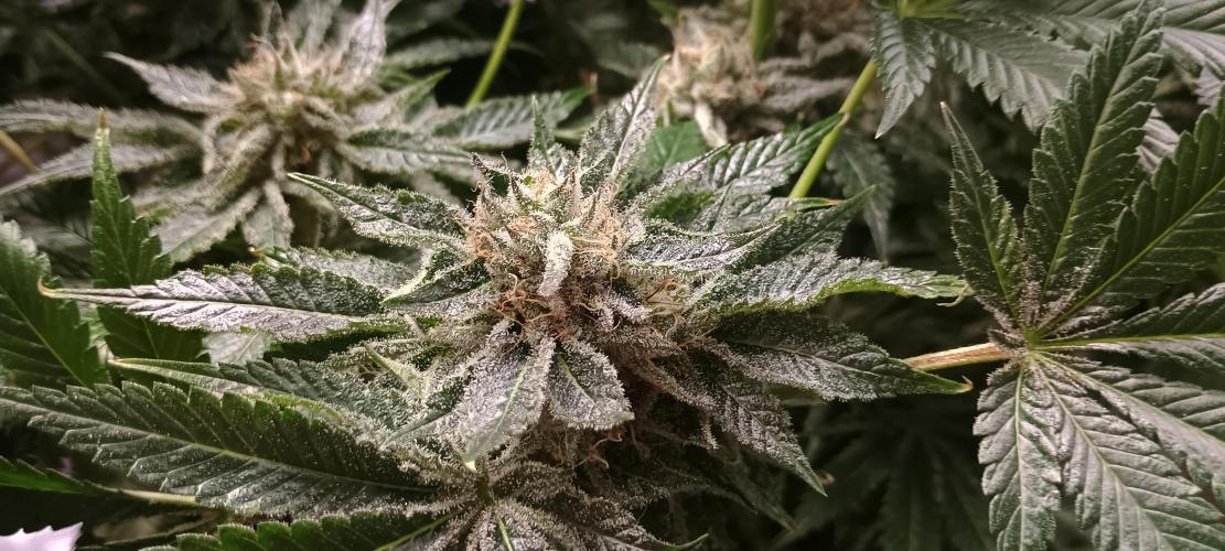 Tropicanna Banana. Week 14