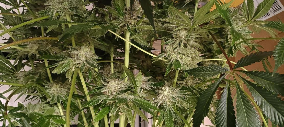 Tropicanna Banana. Week 14