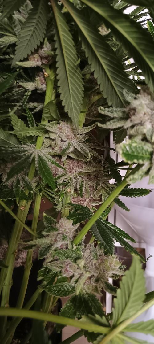 Tropicanna Banana. Week 14