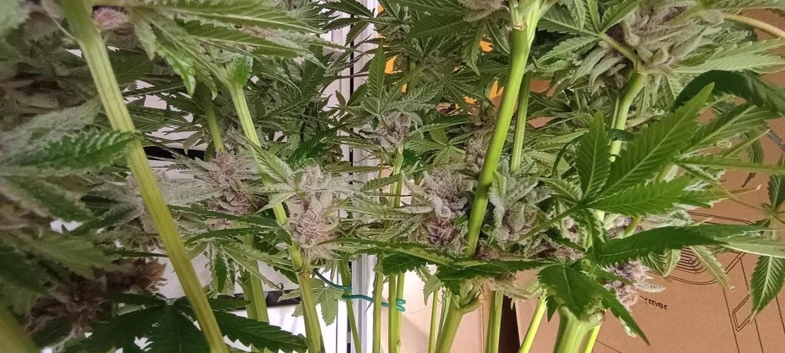 Tropicanna Banana. Week 14