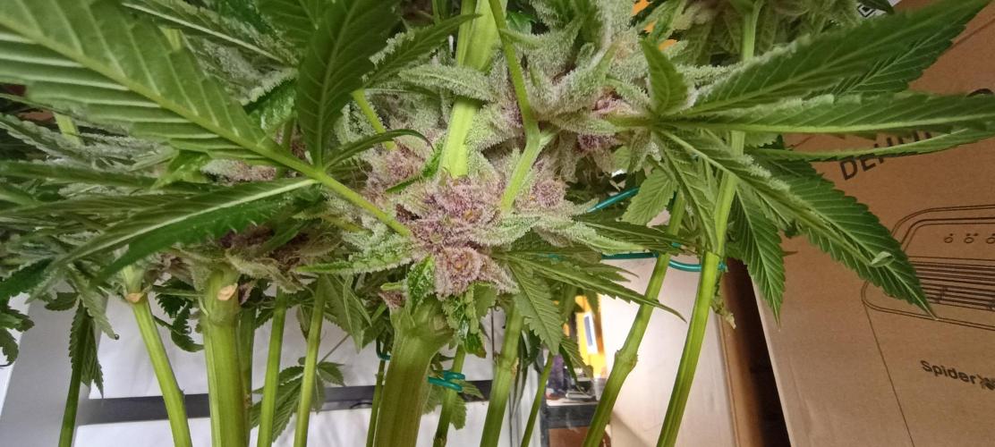 Tropicanna Banana. Week 14