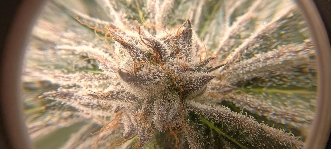 Tropicanna Banana. Week 14