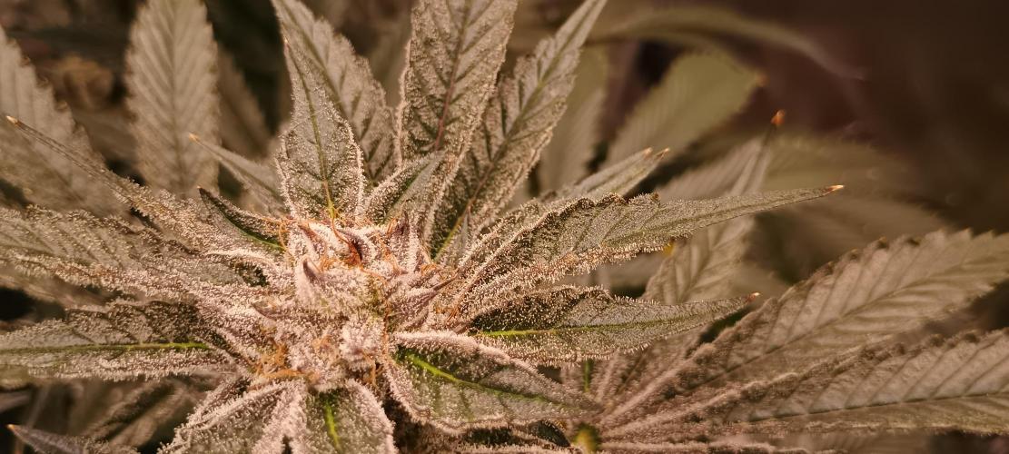 Tropicanna Banana. Week 14
