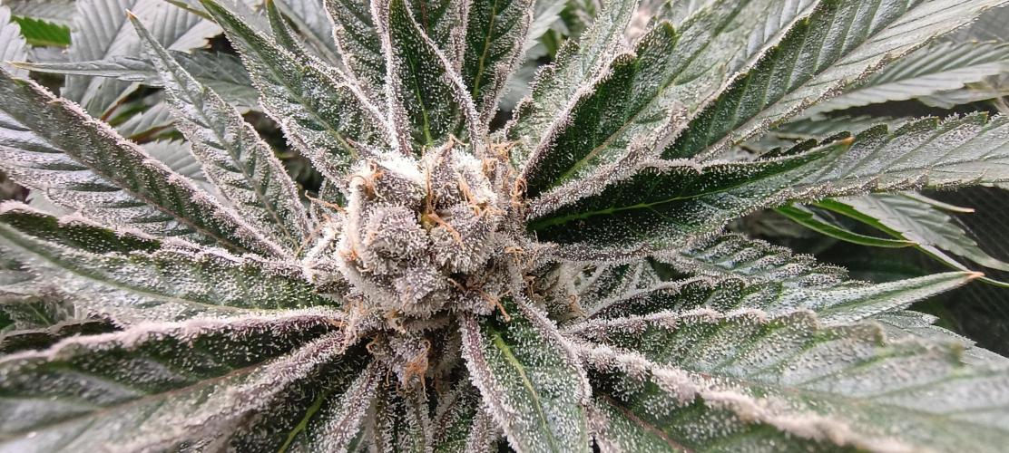 Tropicanna Banana. Week 14