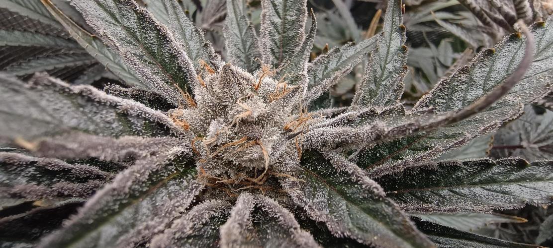 Tropicanna Banana. Week 14