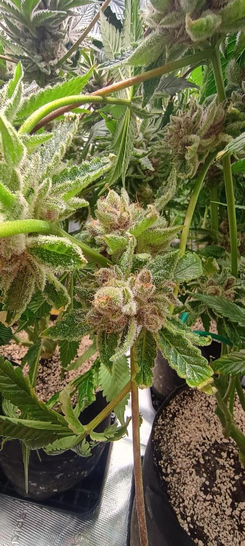 Tropicanna Banana. Week 14