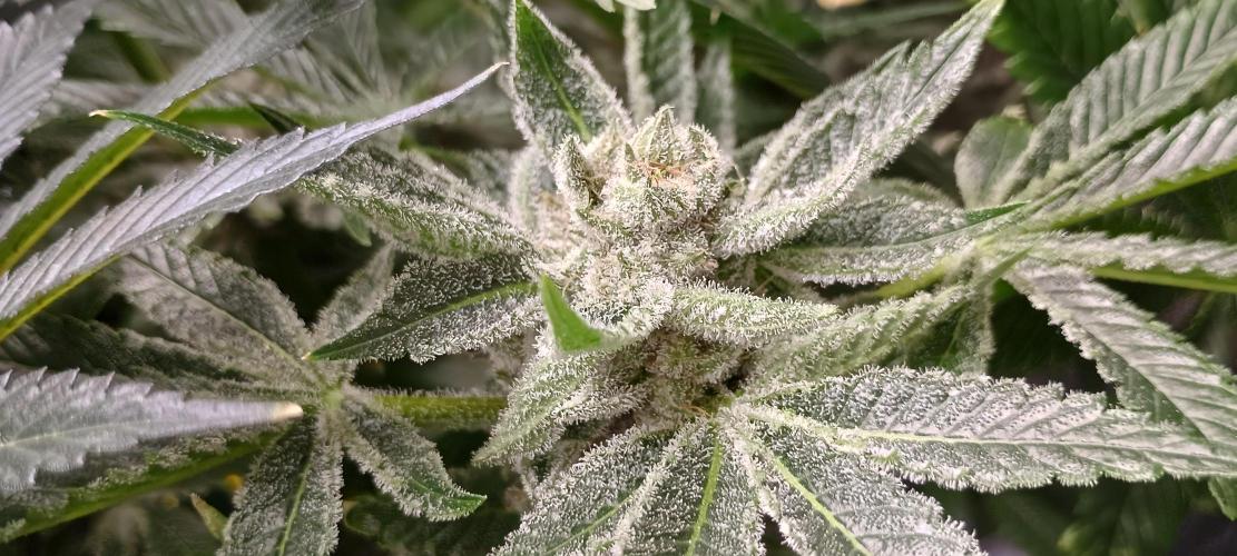 Tropicanna Banana. Week 14