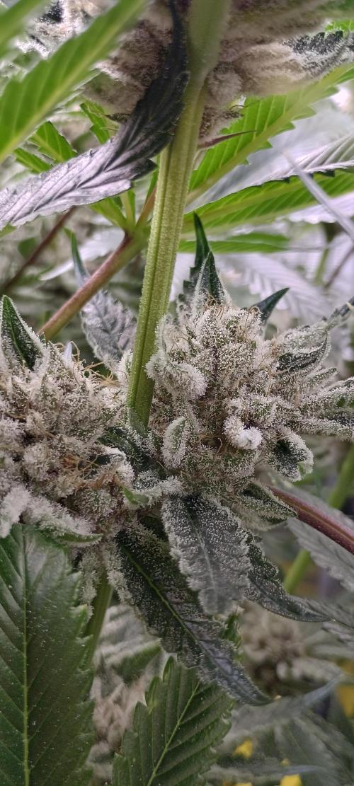 Tropicanna Banana. Week 14