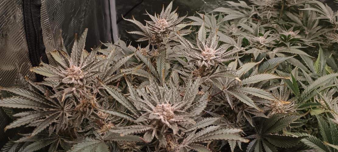 Tropicanna Banana. Week 14