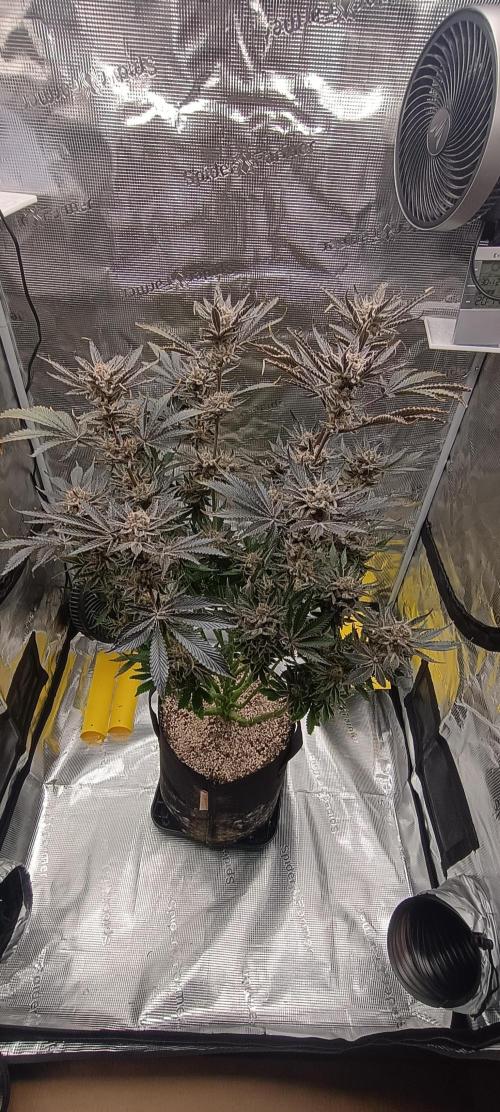 Tropicanna Banana. Week 15