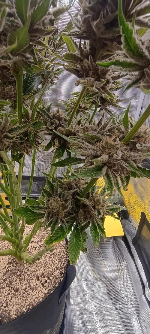 Tropicanna Banana. Week 15