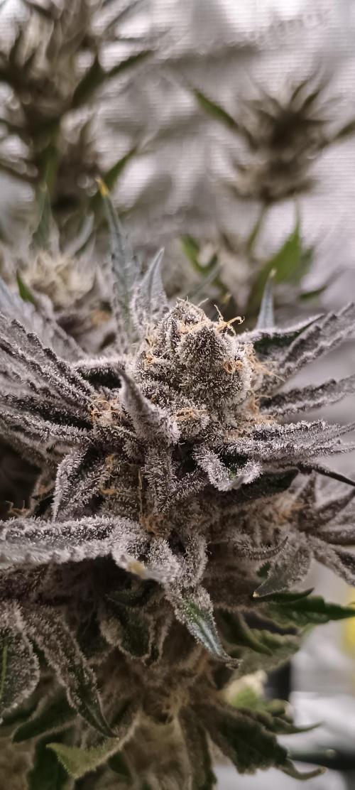 Tropicanna Banana. Week 15
